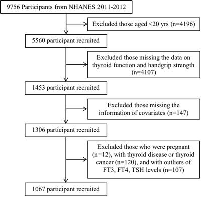 Serum FT3/FT4, but not TSH is associated with handgrip strength in euthyroid U.S. population: evidence from NHANES